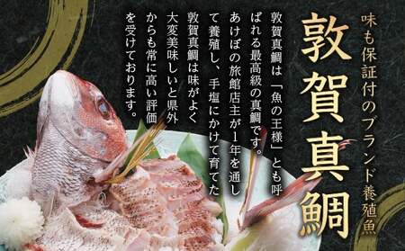 敦賀真鯛 昆布〆 約130g（昆布含む）[041-a013]