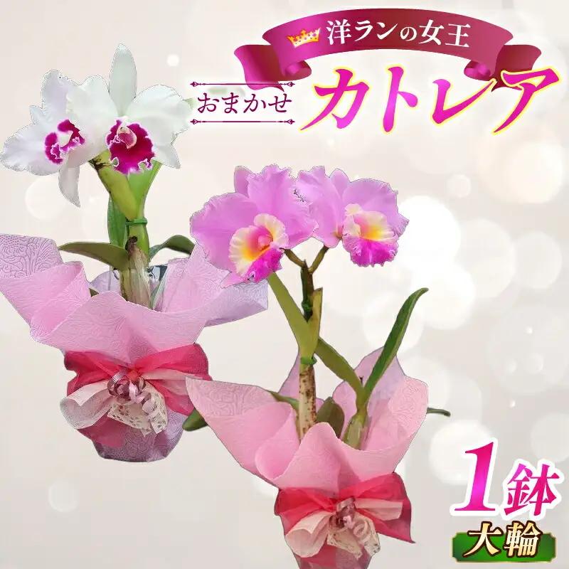 彦根市内にて栽培！愛情いっぱい洋蘭・カトレア鉢花大輪