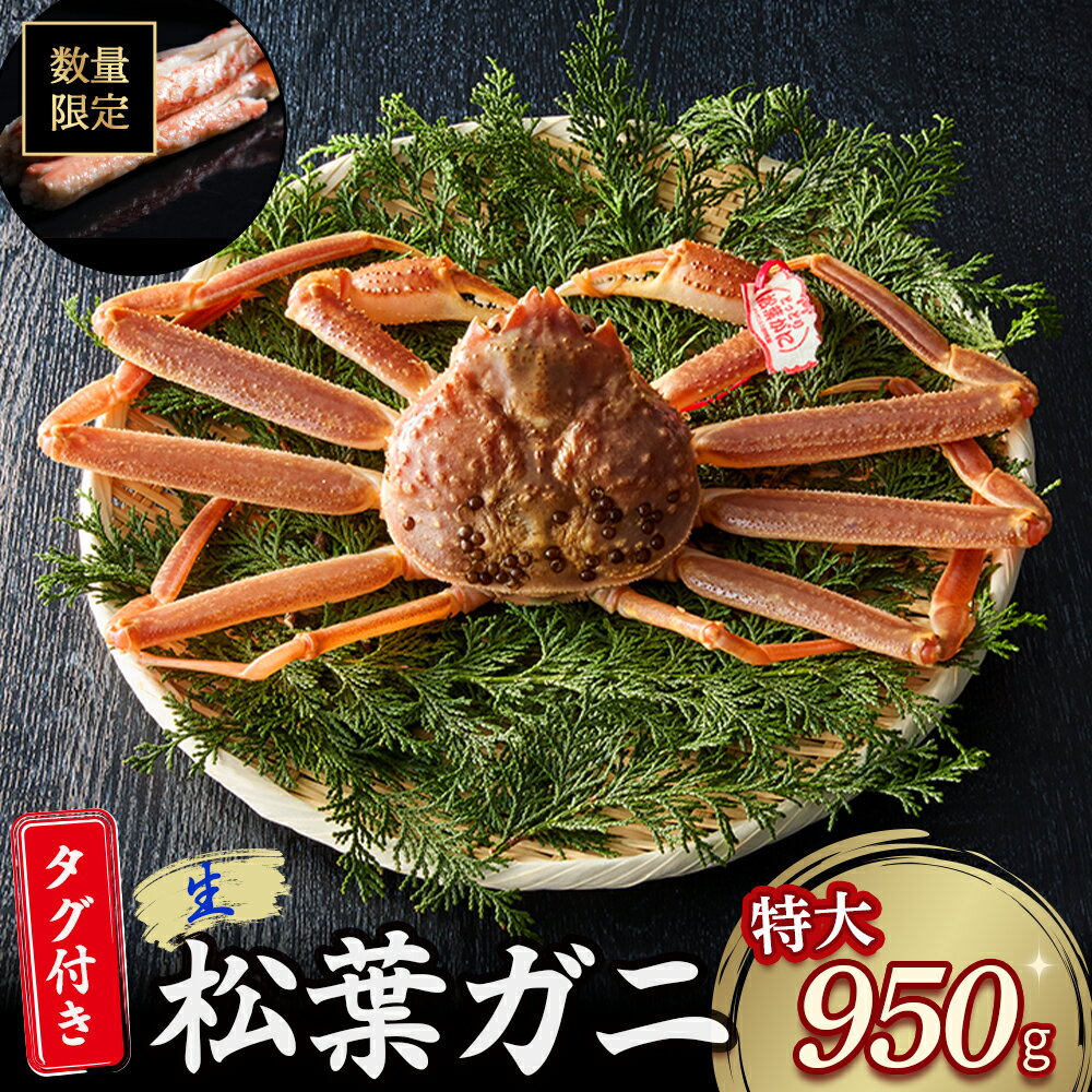 【ふるさと納税】 【魚倉】タグ 付き 生 松葉ガニ （特大950g） ズワイガニ 松葉蟹 カニ かに かにしゃぶ 【11月から3月発送予定】
