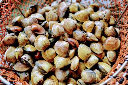畜養活はまぐり 1kg