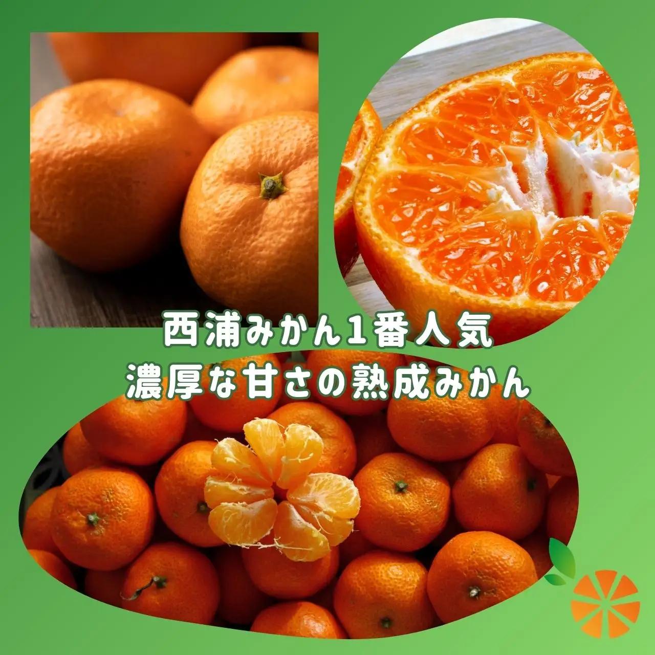 寿太郎 みかん 3kg 【贈答用】 みかん 沼津 静岡