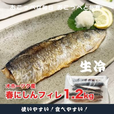 ふるさと納税 興部町 【ワケあり】特大 ”生冷” 春にしんフィレ1.2kg(オホーツク産・オス無塩)【20033】
