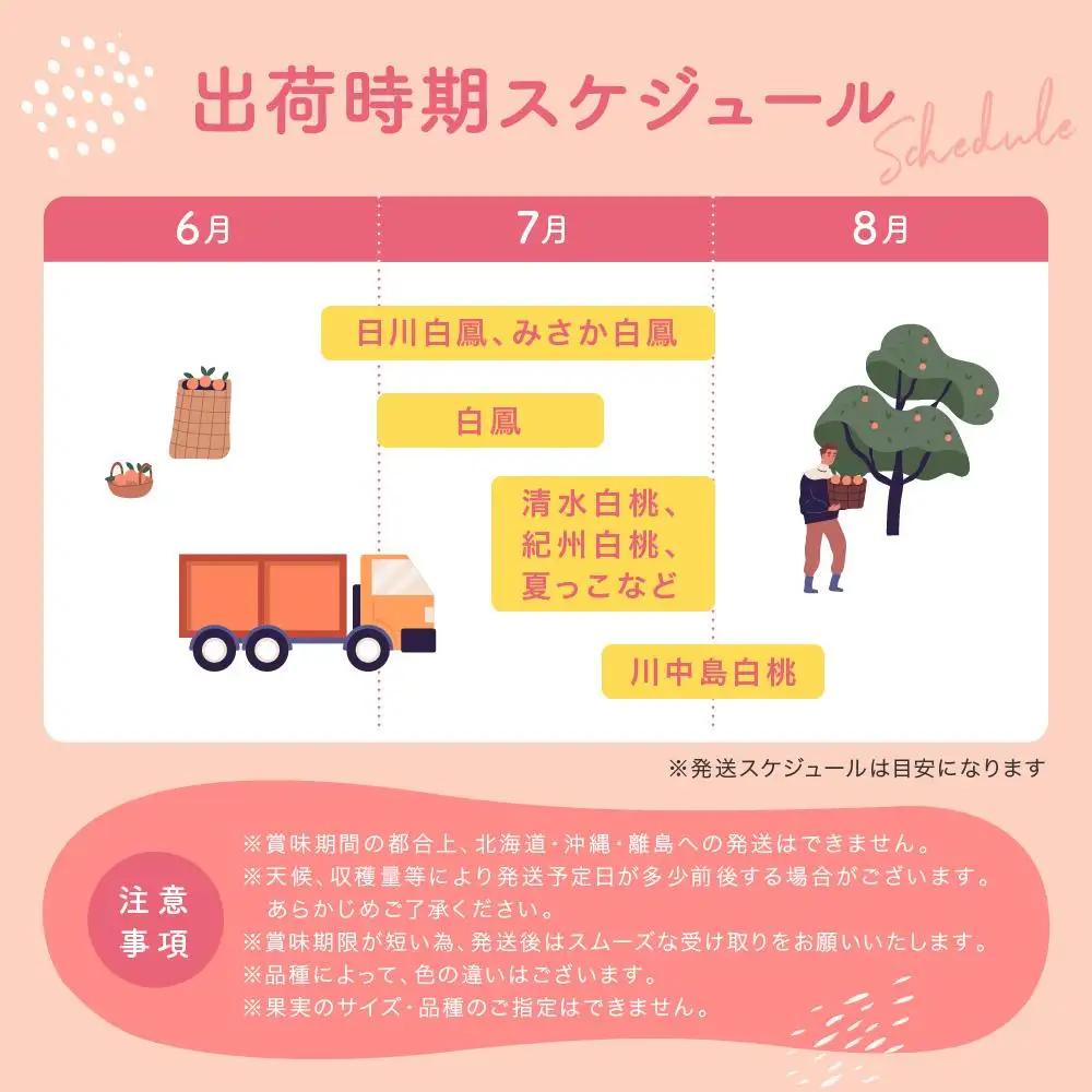 ［農園直送］朝採れ和歌山の桃　約4kg・秀品★2027年6月下旬頃～8月上旬頃順次発送★［TM168］
