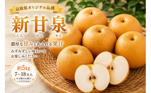 
                  鳥取県産 新甘泉 約5キロ【鳥取県 境港市】
                