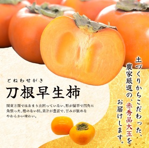 柿 種無し 赤秀品 超大玉 1.8kg 5～6個 【先行予約】【2024年9月末頃から発送】【KG4】