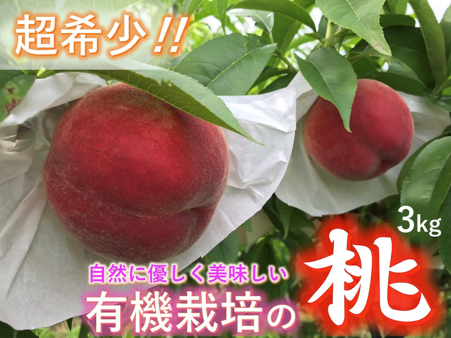 
            <2025年発送先行予約>【有機栽培の美味しい桃約3kg 8月発送】自然に優しく希少でジューシーな天然桃(9～11個入)！ ALPEF016
          