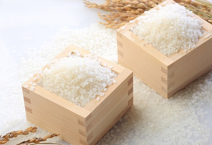 【令和7年産新米】【12回定期便】「米屋のこだわり阿賀野市産」コシヒカリ 5kg×12回 1E24200