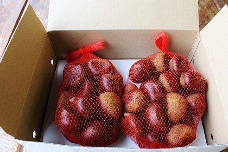 低温熟成 丹波くり 3Lサイズ 1kg ≪ 数量限定 ≫( 500g×2袋 ) 京丹波町産 国産 京都 丹波 和栗 熟成 栗 くり 甘い 栗ごはん 秋の味覚 ※北海道・沖縄・その他離島への配送不可 [