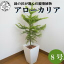 緑の匠が選んだ観葉植物 素敵な空間づくりに アローカリア 8号【D0-008】アローカリア 観葉植物 緑 空間づくり インテリア おしゃれ