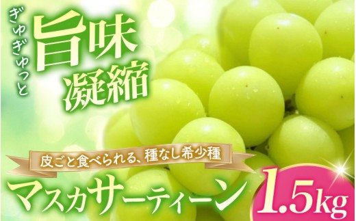 
                  【2026年先行予約】 マスカサーティーン【シャイン一族の希少品種】 1.5㎏（3房または4房） 高級 シャインマスカット よしだ葡萄園 朝どれ直送【10月上旬～10月下旬頃に順次発送】/ ぶどう シャインマスカット 果物フルーツ 贈答品 贈り物 岡山県 真庭市【ysdb005】
                