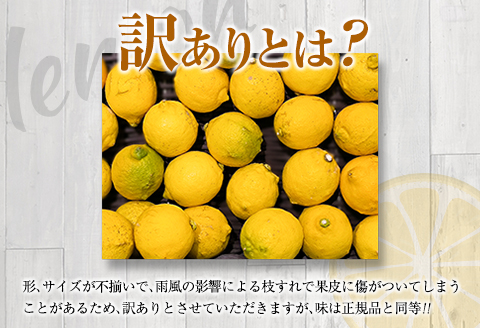 訳あり 数量限定 マイヤーレモン 10kg フルーツ 果物 柑橘 レモン 檸檬 みかん オレンジ おすすめ お土産 グルメ 国産 食品 デザート スイーツ 特産品 まるひ農園 送料無料 日南市からの贈