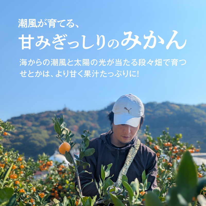 DZ6230_【2026年先行予約】ご家庭用 せとか 和歌山 有田 2S～3Lサイズ 大きさお任せ 約2kg