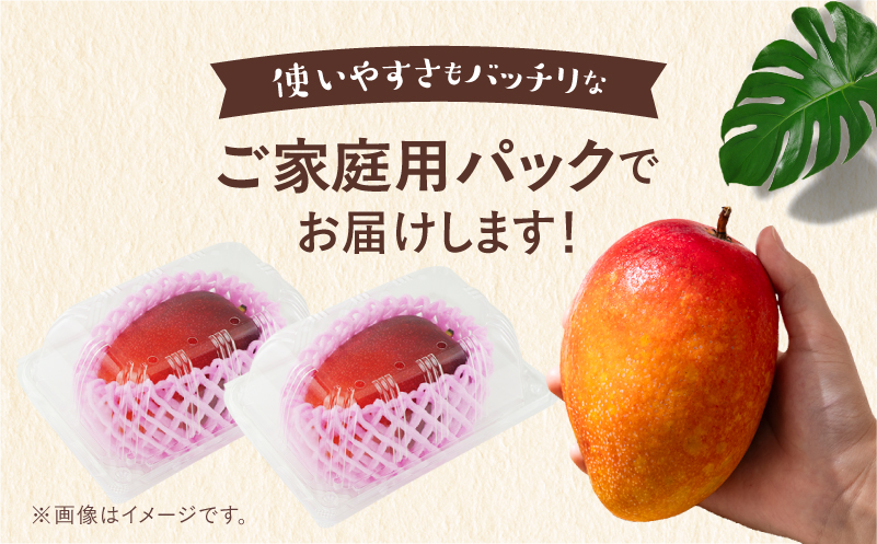 完熟マンゴー2L×2玉（パック）【JA綾町】_A0114-1021
