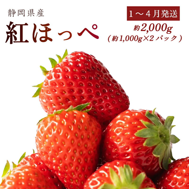 【ふるさと納税】【1~4月発送】 完熟 濃く甘 いちご 紅ほっぺ 合計 2000g以上 常温発送 苺 イチゴ ストロベリー フルーツ 果物 贈答用 ギフト プレゼント 旬 季節 冬 春 産地直送 フレッシュ 美味しい おいしい 甘い 食べ比べ デザート スイーツ 牧之原市 静岡県