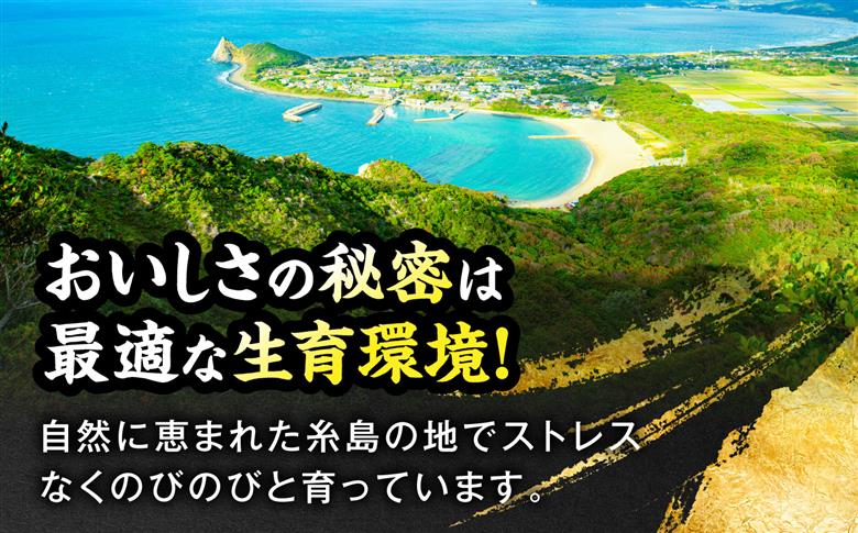 糸島和牛のサーロインステーキセット200g×3枚 糸島市 / JA糸島産直市場 伊都菜彩 [AED006]