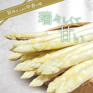 先行予約 【 2025年 発送 ！】 北海道 上富良野産 ホワイトアスパラガス 2L サイズ 900g アスパラ ホワイト アスパラガス 上富良野町 令和7年発送 野菜 やさい