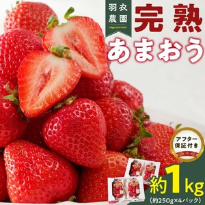 【2027年1月から順次発送】福岡県産 羽衣農園の完熟あまおう 約1kg（約250g×4パック） _ 福岡県産 完熟 あまおう 約250g × 4パック 計 約1kg こだわり いちご 福岡県 ブランド いちご 家族 シェア フルーツ 果物 果実 パンケーキ フルーツサンド お取り寄せフルーツ 福岡県 久留米市 送料無料 〔Fi214〕