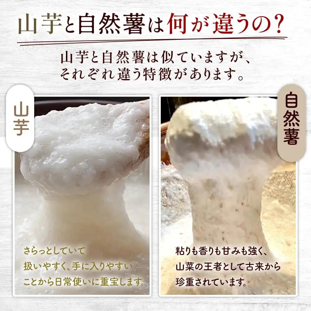 【7日以内発送】 自然薯 900g とろろ じねんじょ 【自然薯】 尾白弁当