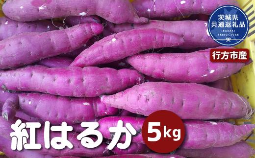 さつまいも「紅はるか」5kg 2026年11月～発送　茨城県共通返礼品 行方市産