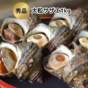 秀品サザエ1kg 刺身・生食可(CAS冷凍で新鮮)大粒約6-7コ [配送不可地域：離島]