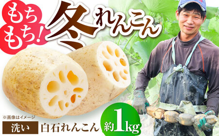 白石町産 洗いれんこん約1kg / 蓮根 れんこん レンコン 蓮根 れんこん レンコン 蓮根 れんこん レンコン [IDC004]