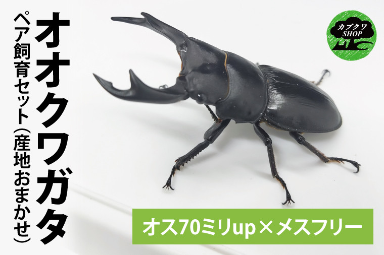 
【産地おまかせペア】【数量限定】ペアオオクワガタ♂♀（オス70ミリup×メスフリー）ペア飼育セット【クワガタ クワガタムシ カブトムシ 昆虫 虫 国産 飼育 セット 夏休み 自由研究 鹿嶋市 茨城県】（KBY-7）
