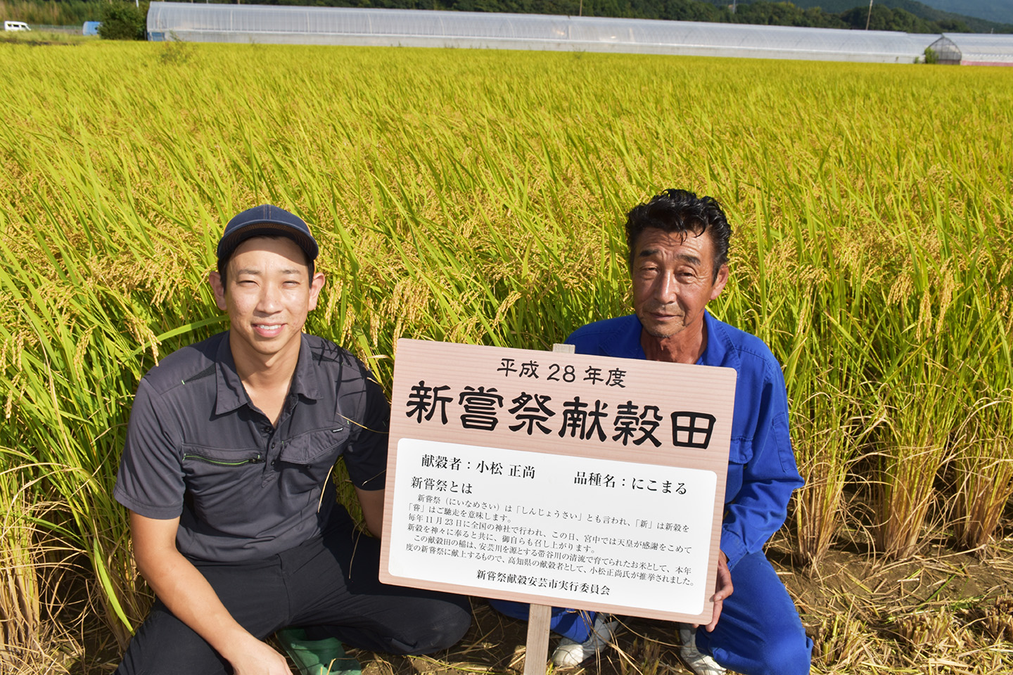 先行受付 令和8年産 玄米 こしひかり 60kg 6ヵ月連続 定期便 10kg × 6回 安芸産 栄養価 お米 精米 新米 ごはん ご飯 高知県産 弁当 おにぎり 料理 新嘗祭皇室献上米 令和8年 健