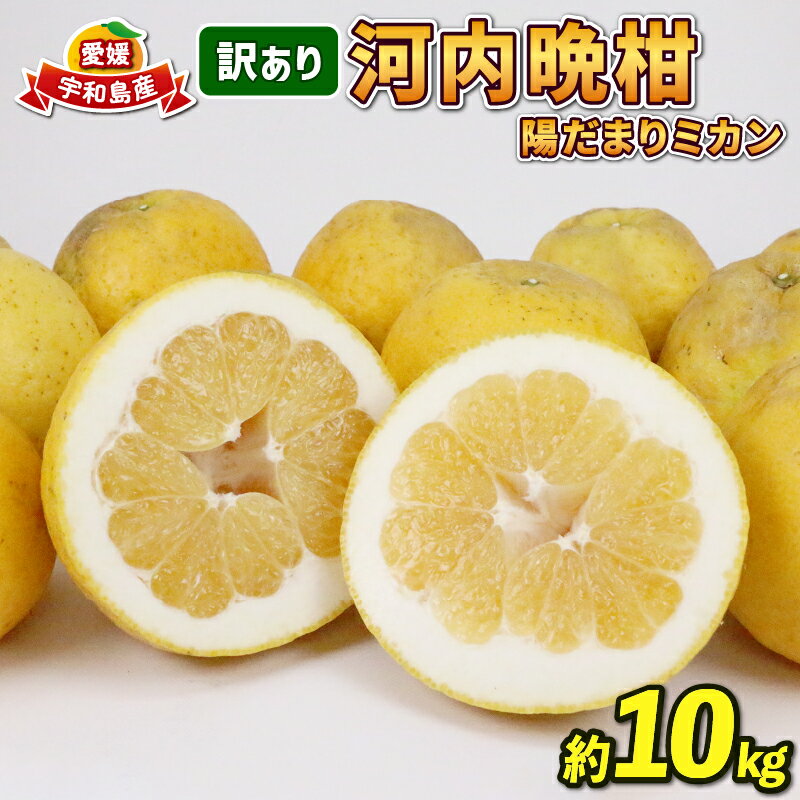 【ふるさと納税】 訳あり 河内晩柑 10kg 晩柑 かわちばんかん 陽だまりミカン 晩柑 和製 グレープフルーツ 果物 くだもの フルーツ 柑橘 愛媛みかん 愛媛ミカン 愛媛蜜柑 みかん 訳アリ 訳あり品 わけあり 蜜柑 産地直送 農家直送 数量限定 国産 愛媛 宇和島 B010-050007
