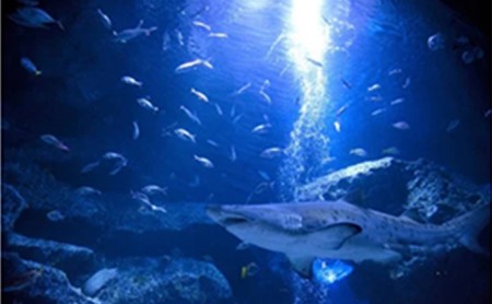 水族館 東京 すみだ水族館 年間パスポート 大人2名 子供1名 チケット 引換券 利用券 入場券 券 スカイツリー 体験 体験チケット 優待券 アクティビティ ペンギン 体験ギフト 体験型 ギフト ペ