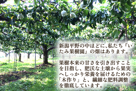【2026年先行予約】【厳選】新潟県産 和梨 あきづき 5kg（10〜18玉）《9月上旬以降発送》 和梨 なし ナシ 果物 フルーツ 加茂市 いたみ果樹園