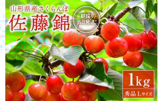 【令和8年産】朝採り＆当日出荷！イチ押し農家さんの朝採りさくらんぼ「佐藤錦」秀品 1kg（500g×2パック）バラ詰め 山形県河北町産【河北町観光物産協会】 ka002-005
