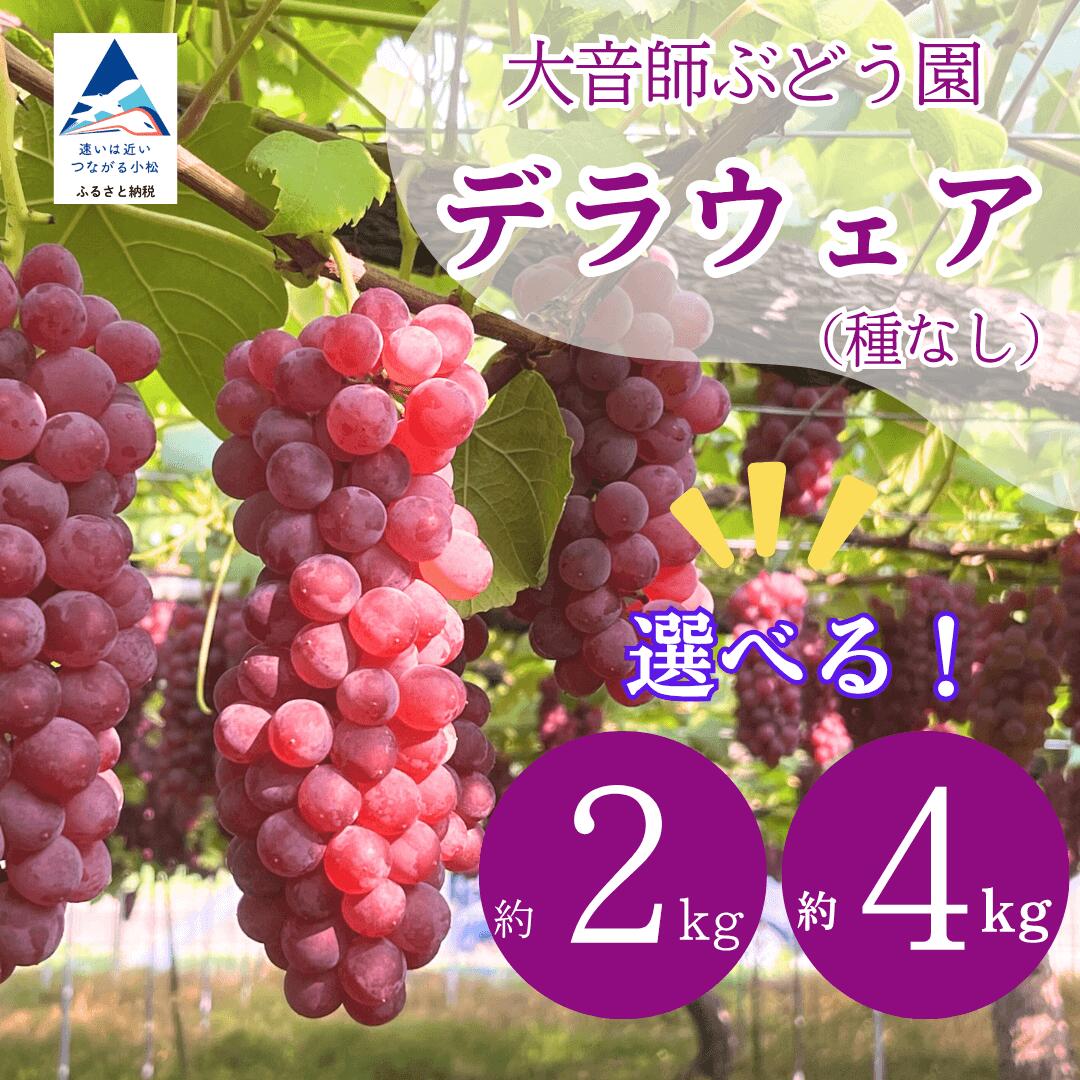 【ふるさと納税】 ぶどう デラウェア 選べる （2kg 8房~9房）/ （4kg 16房~18房） 種なし ぶどう 果物 葡萄 フルーツ | 石川県 小松市 大音師ぶどう園 011079