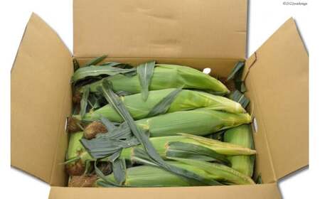 ゴールドラッシュ 約5kg [ラハマン農園 山梨県 中央市 21470839] トウモロコシ とうもろこし やさい  期間限定 季節限定 数量限定 産地直送 【2026年6月上旬～6月下旬発送予定】