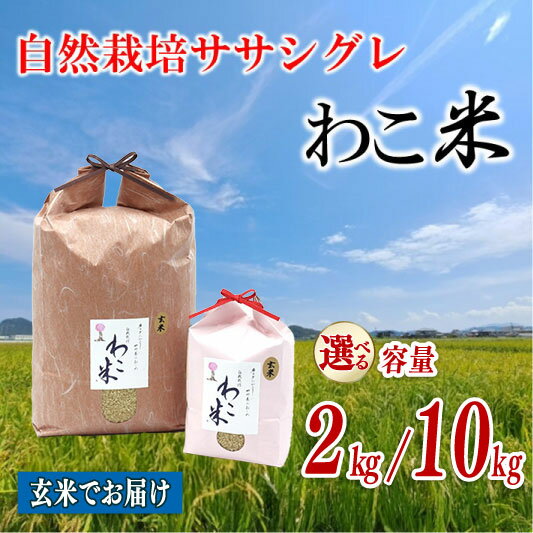 【ふるさと納税】 新米 予約 玄米 10kg 2kg 選べる 内容量 ササシグレ 自然栽培 幻 お米 自然栽培米 令和7年産 数量限定 わこ米 米 コシヒカリ より あっさり 甘み 石川県 石川 羽咋 能登 復興支援 災害支援 予約 健康 先行予約