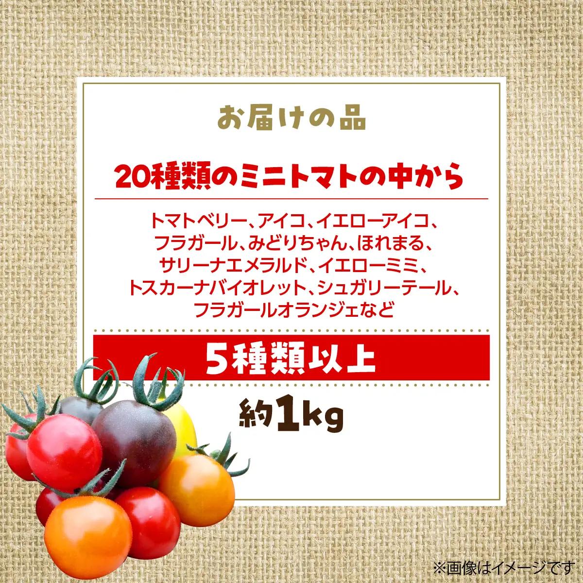 【2027年7月より発送】カラフルミニトマト約1kg(5種以上) 大作農園 北海道壮瞥町 SBTR011