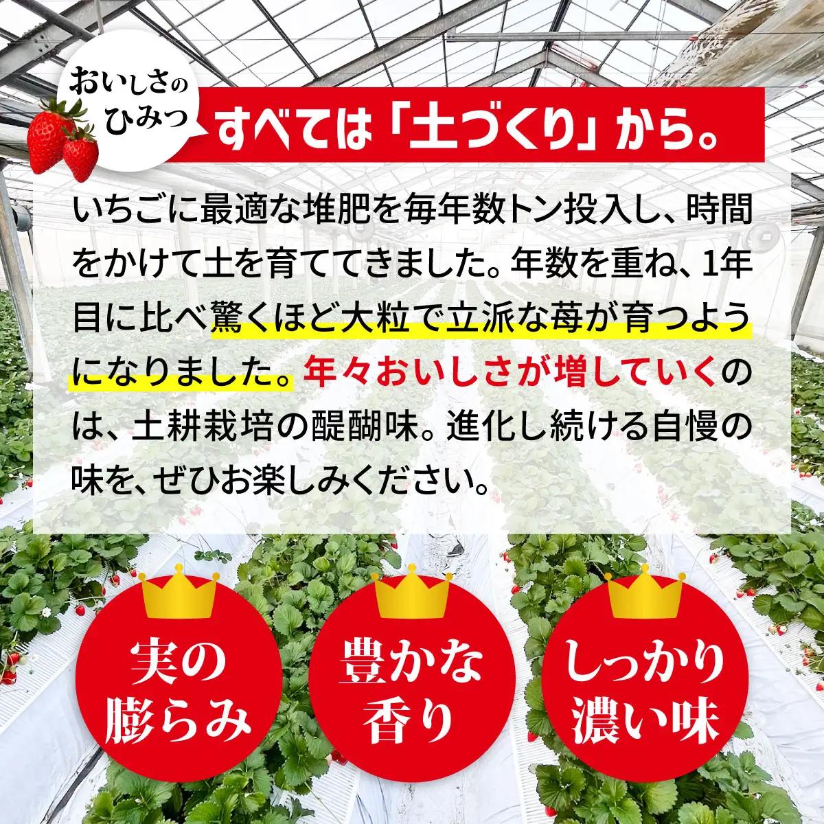 いちご やよいひめ 約800g 4ヶ月定期便いちご
