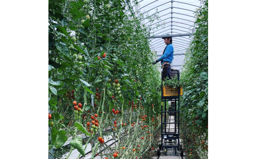 訳あり 完熟 大玉トマト 3.6キロ