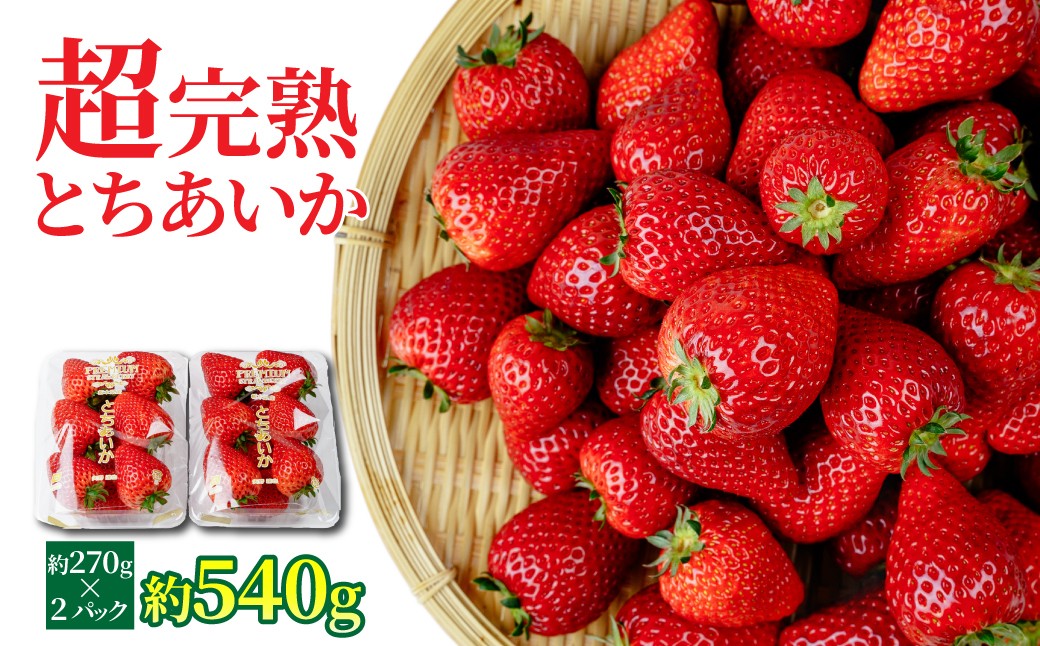 
            【先行受付：選べる発送月】いちご 「茂木完熟いちご」　矢野農園 とちあいか レギュラーサイズ 約270g × 2パック 合計 約540g | いちご イチゴ 苺 とちあいか 完熟 甘い あまい 果物 フルーツ 矢野農園 栃木県 茂木町
          