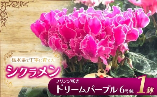 シクラメン フリンジ咲きドリームパープル 6号鉢 | 鉢植え 花 園芸 イリュージア ドラゴン シューベルト ドリームピンク ヨハンシュトラウス クリスマス 贈り物 ギフト 室内インテリア 栃木県 下野市 送料無料