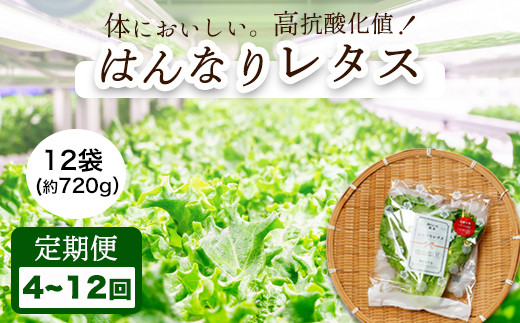 
【 定期便 】 みらい乃野菜 はんなりレタス 12袋 720g 4回/6回/12回 40,000円～120,000円 レタス 袋入 【送料無料】 水耕栽培 野菜 れたす 葉物 サラダ 高抗酸化値 低硝酸態窒素 小分け 小袋 そのまま 食べれる 健康 身体にやさしい お試し 贈答 熨斗
