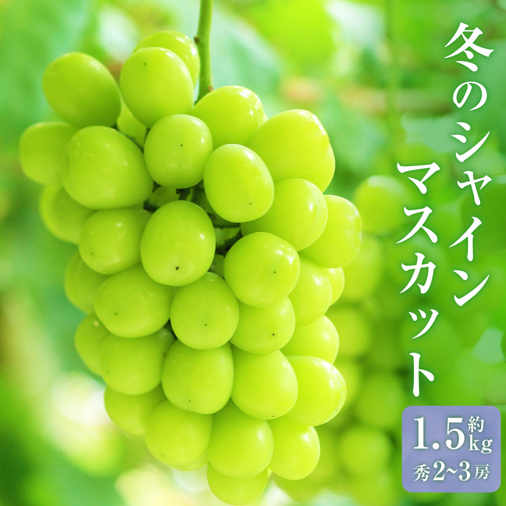 【ふるさと納税】山形おきたま産冬のシャインマスカット 秀 2～3房 （約1.5kg）【2025年12月下旬発送予定】シャインマスカット マスカット 葡萄 ぶどう ブドウ フルーツ スイーツ 果物 くだもの 果実 山形県 山形 やまがた 白鷹町 白鷹 冷蔵 送料無料