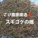 【ふるさと納税】123-10 こけ 専門農家直送!! スギゴケ 種10L / 管理方法の説明書付き 植物 苔 ゴケ インテリア 静岡県 苔g(こけじぃ)