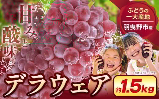 デラウェア【2026年先行予約】デラウェア 約1.5kg《7月上旬-8月中旬頃出荷》デラウェア ぶどう 葡萄 ブドウ デラウェア デラウェア ぶどう 葡萄 ブドウ デラウェア デラウェア ぶどう 葡萄 ブドウ デラウェア デラウェア ぶどう 葡萄 ブドウ デラウェア デラウェア ぶどう 葡萄 ブドウ デラウェア