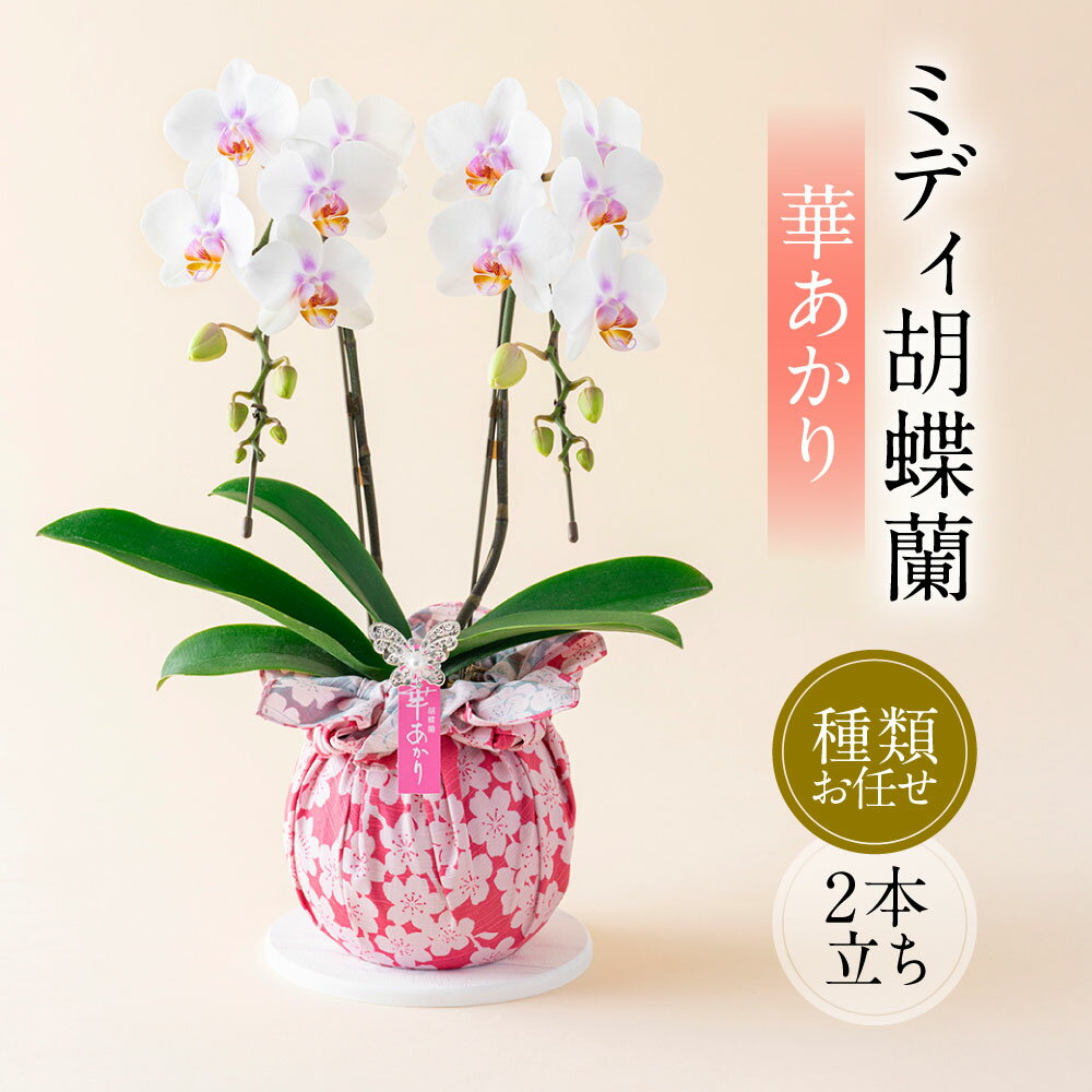 【ふるさと納税】ミディ胡蝶蘭 華あかり 2本立ち 胡蝶蘭 コチョウラン 洋蘭 蘭 ラン お花 花 ミディ ミディサイズ 鉢花 風呂敷 和モダン 鉢 観賞用 贈答用 インテリア 九州 熊本県 送料無料