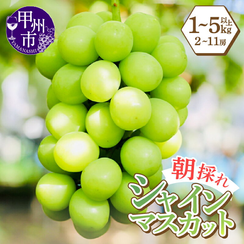 【ふるさと納税】 シャインマスカット 選べる内容量 1kg以上～5kg以上 2房～11房 果物 葡萄 ぶどう マスカット 種なし 数量限定 期間限定 【2025年発送】 8月 9月 10月 発送 朝採り 人気 フルーツ 果実 産地直送 新鮮 厳選 大粒 山梨県 甲州市 山梨 社員マスカット （LMS）