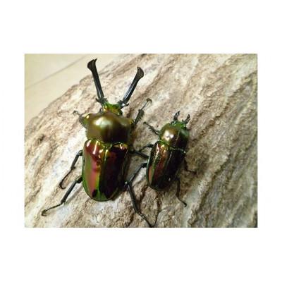 ふるさと納税 猪名川町 ニジイロクワガタ成虫ペア