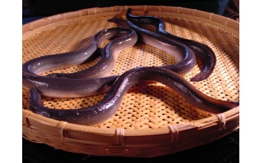 【真空パック】国産うなぎ蒲焼 約200g×2尾 かば焼き タレつき 関西風 小松市 石川県 【株式会社竹本商店】