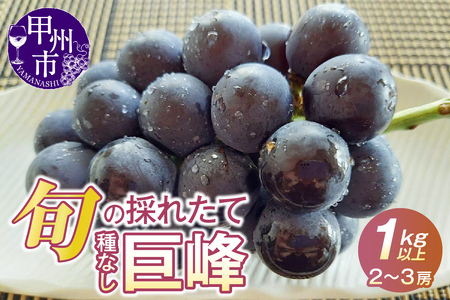 元祖黒系！！旬の採れたて種なし巨峰1.0kg以上（2房～3房）【2026年配送】（HO）B12-148 【巨峰 ぶどう 葡萄 ブドウ 令和8年発送 期間限定 山梨県産 甲州市 フルーツ 果物】