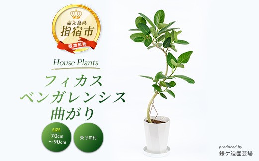 
                  【観葉植物】フィカス・ベンガレンシス曲がり70cm～90cm(鎌ヶ迫園芸場/IB086-006) 観葉植物 植物 鉢付 インテリア 室内 オフィス おしゃれ プレゼント ギフト 開店祝い 移転祝い マイナスイオン【配送不可地域：北海道・沖縄県・離島】
                