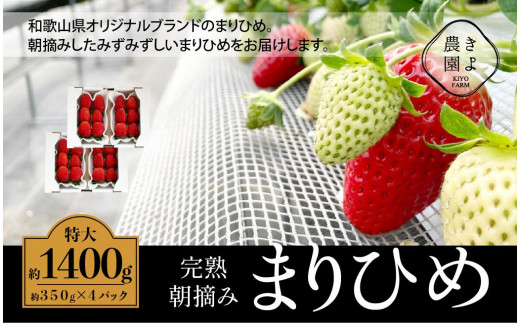 
                  特大まりひめイチゴ 朝摘 6個～11個入×4パック［2026年1月中旬頃より発送］［先行予約］［KT4］
                